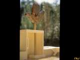 Open Hand 4